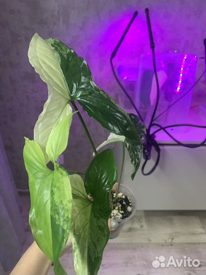 Сингониум imperial вайт