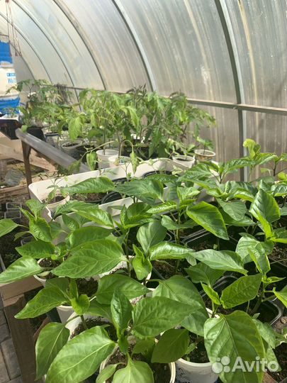 Рассада помидор