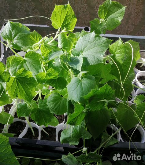 Рассада и саженцы