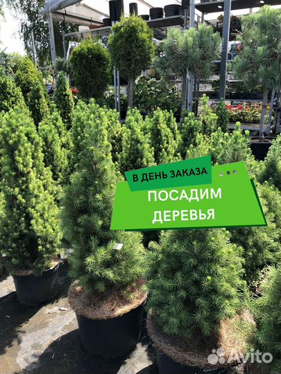 Туи с доставкой и посадкой