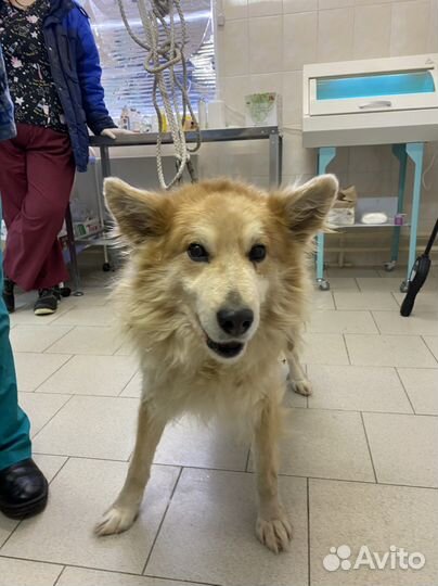 Собака ищет дом