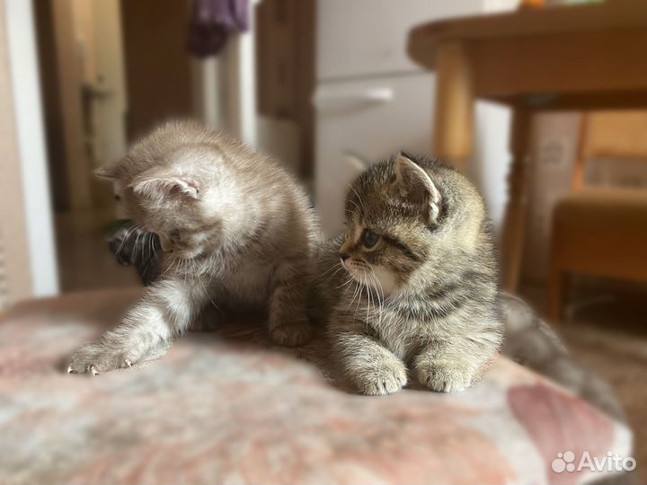 Британские котята