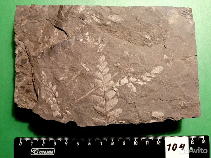 Палеонтология окаменелость Семенные папоротники