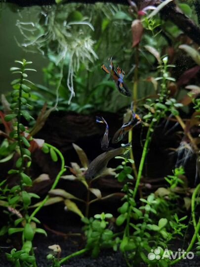 Гуппи Эдлера