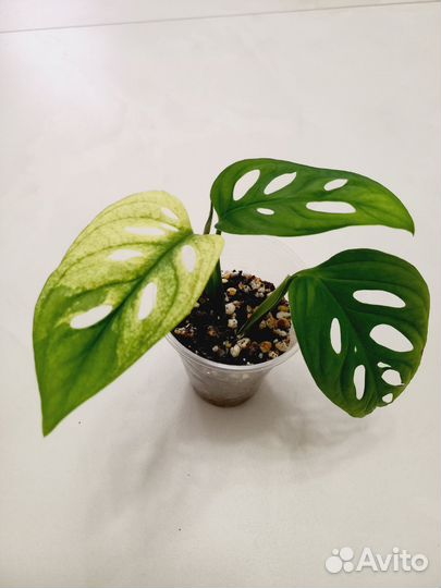 Монстера адансона триколор