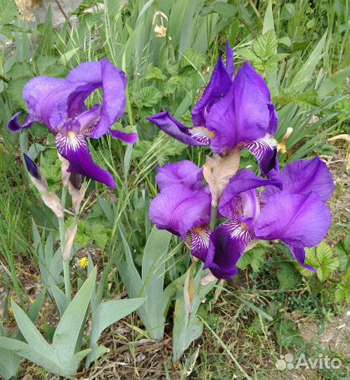 Ирисы бородатые