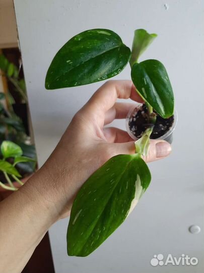 Набор сциндапсусов и филодендронов