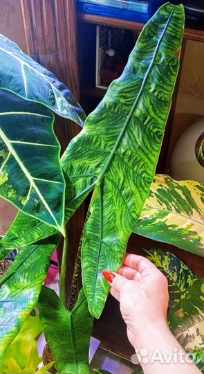 Алоказия зебрина Reticulata.Ретикулата
