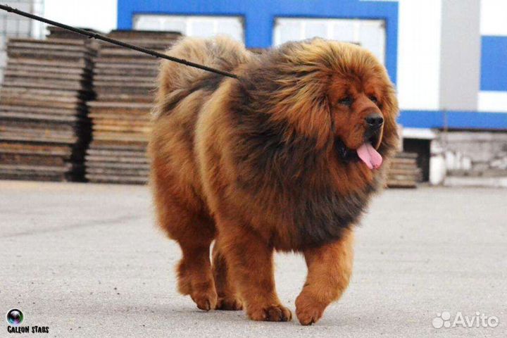 Мастиф