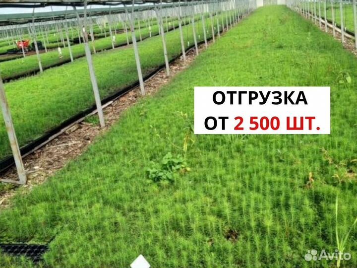 Саженцы ели зкс