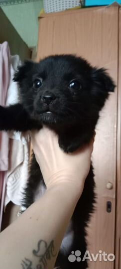 Собачий отпрыск