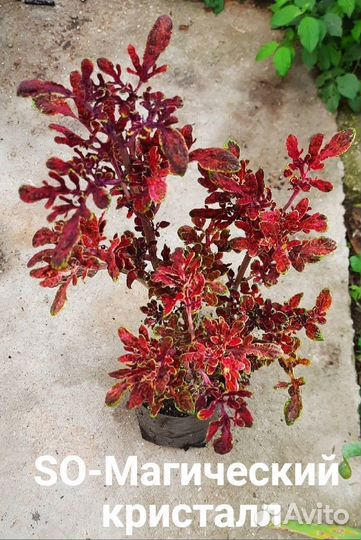 Колеусы садовые