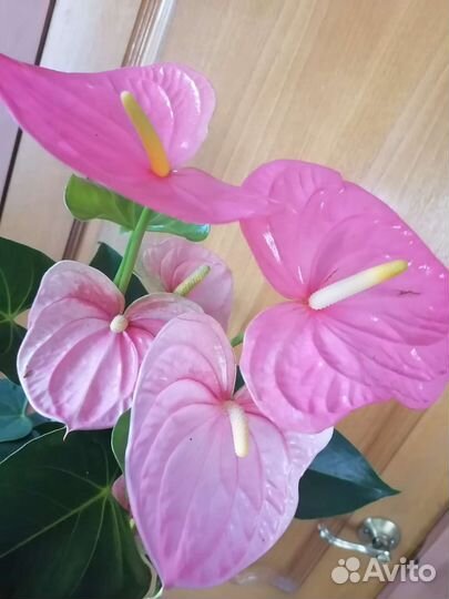 Антуриум Колорадо