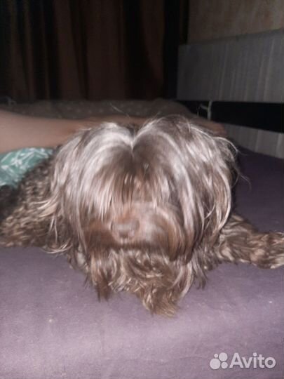 Вязка собак йорк