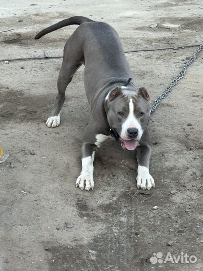 Питбуль вязка