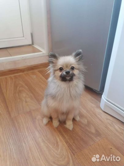 Померанский шпиц мини девочка