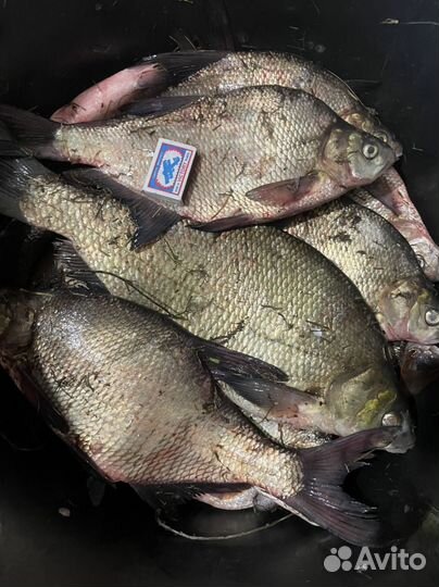 Рыба лещ свежая