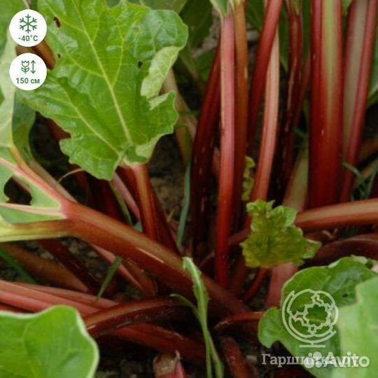 Ревень саженцы-корневище сорт: Обский