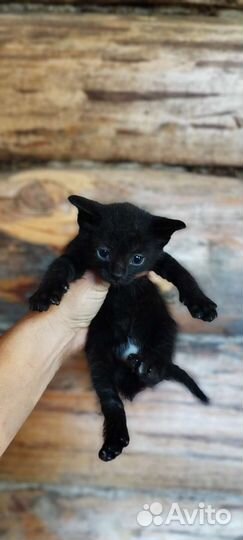 Котята в добрые руки бесплатно