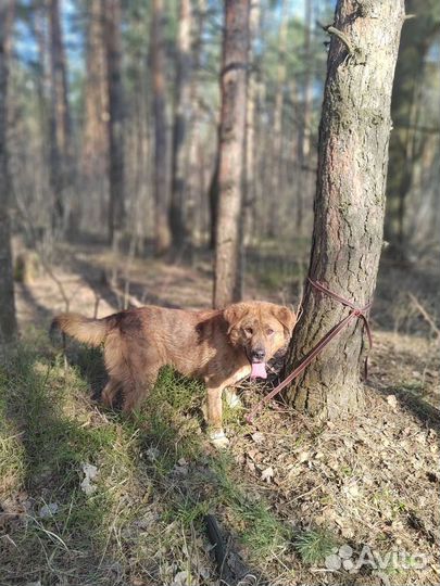 Пристраивается кобель собака