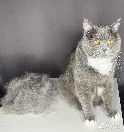 Грумер с выездом на дом