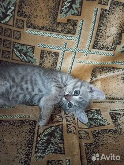 Котята ищут свой новый дом