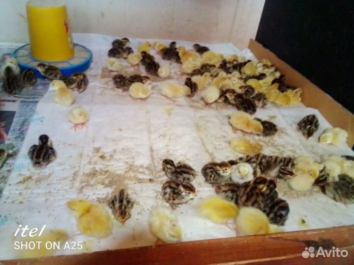 Яйцо перепелиное инкубационное