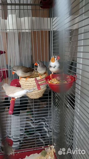 Птицы Амадины