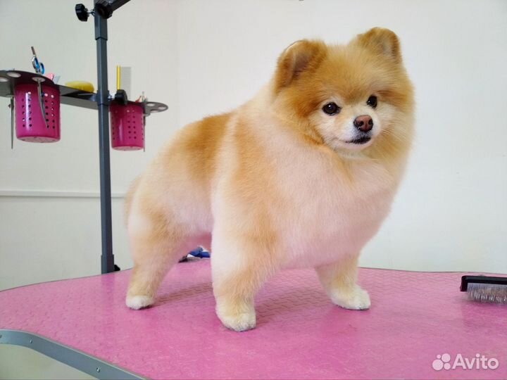 Груминг. Стрижка и уход для кошек и собак