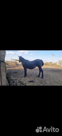 Кобыла с жеребенком