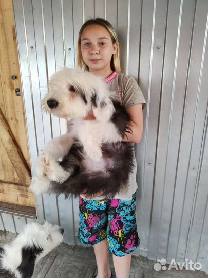 Бобтейл щенки