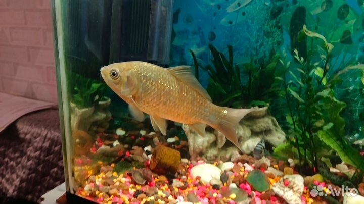 Золотой карась
