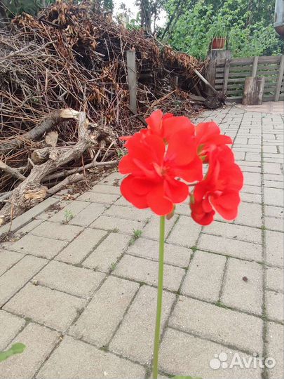 Цветы пеларгония герань