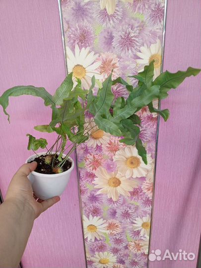 Папоротники 2