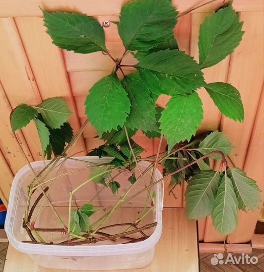 Черенки девичий виноград