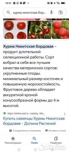 Саженцы хурмы зкс