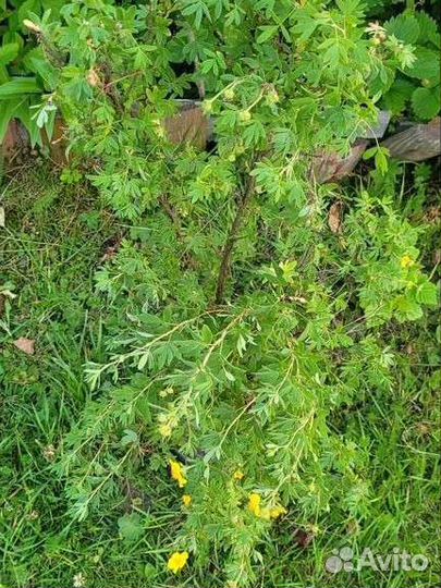 Лапчатка кустарниковая бронь