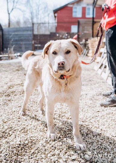 Ласковый Малыш