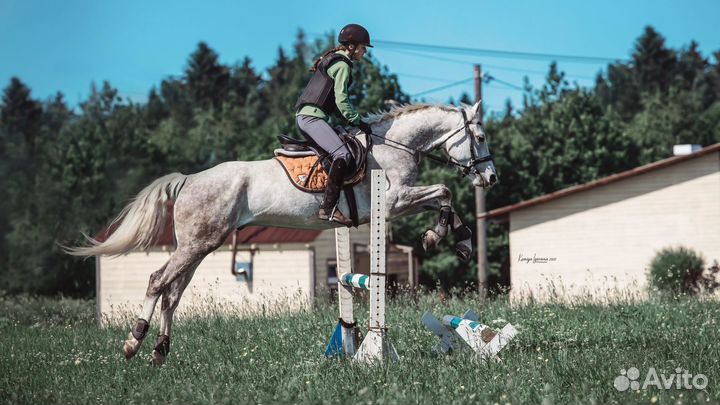 Лошадь маршруты 110