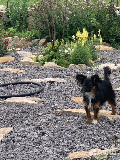 Папильон с той терьером