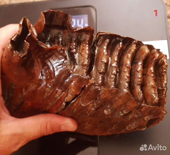 Зубы Мамонт рог Бизон