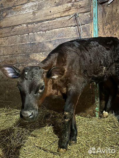 Телочка 1,5 месяца