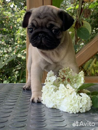 Мопс девочка РКФ