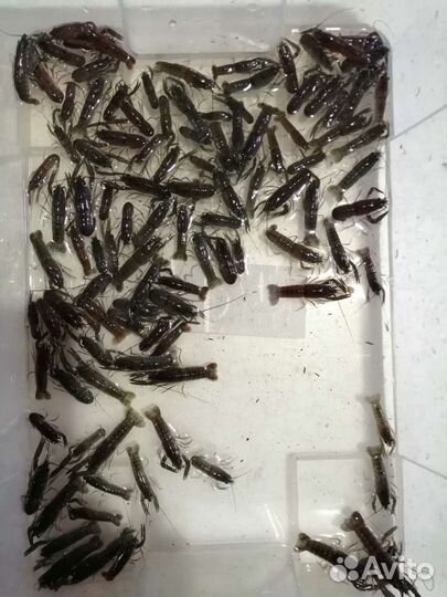 Малёк Австралийского красноклешневого рака