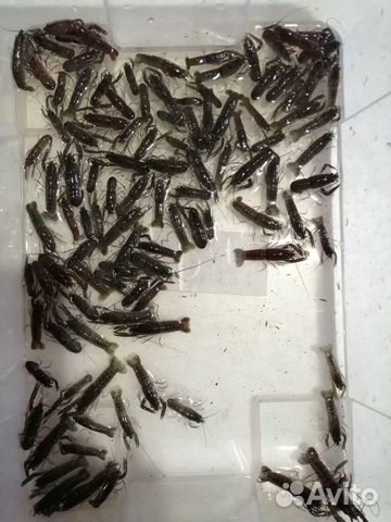 Малёк Австралийского красноклешневого рака