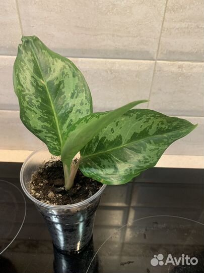 Аглаонема Green prakaiphet