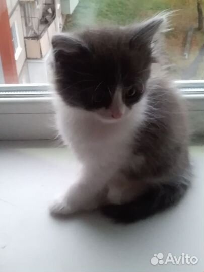 Котик 1.5 месяца