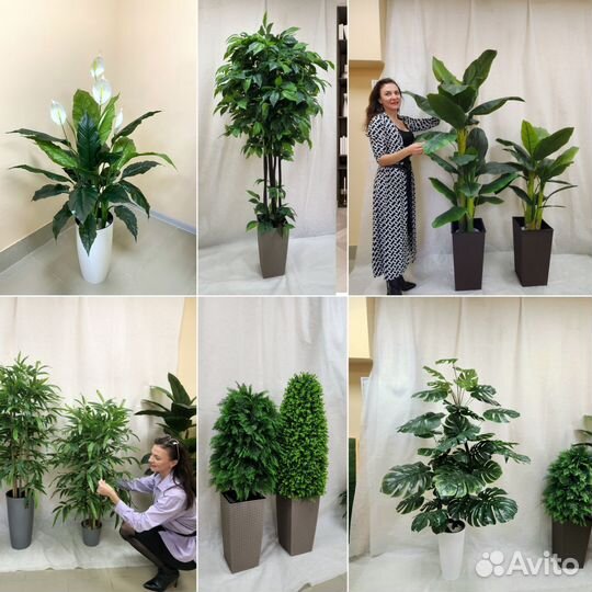 Диффенбахия Гранд цветок искусственный в офис кафе