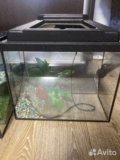 Аквариум