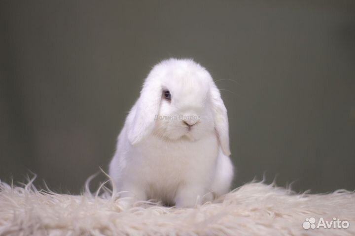 Байкал, минилоп, белый голубоглазый, мальчик